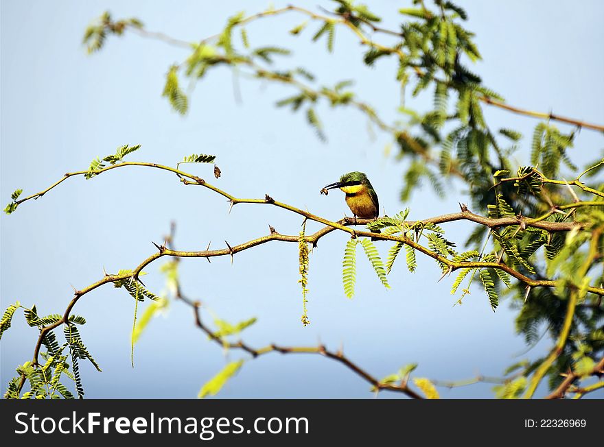 Little bee-eater and his pray alighted on a branch.