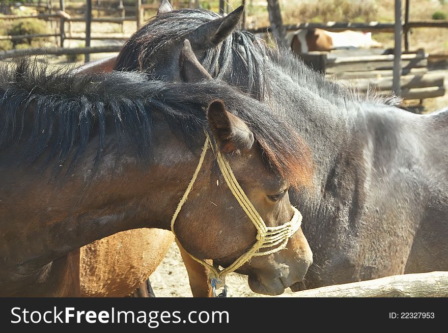 Horses animals affections farms fields