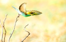 European Bee-eater (Merops Apiaster) Stock Photo European Bee-eater (Merops Apiaster) Stock Photo