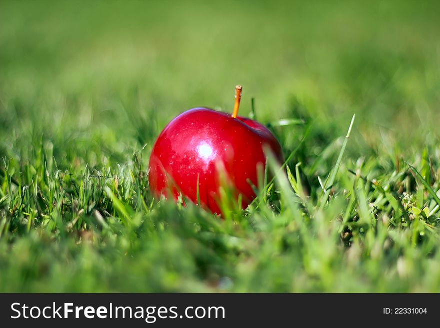 Red apple on the grass