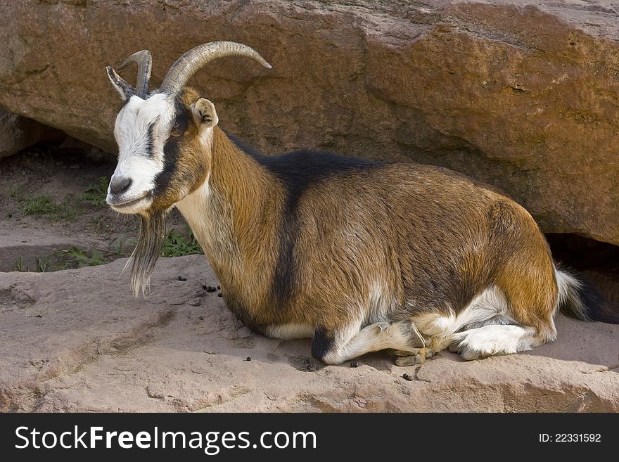 Goat lying on stone in animal park