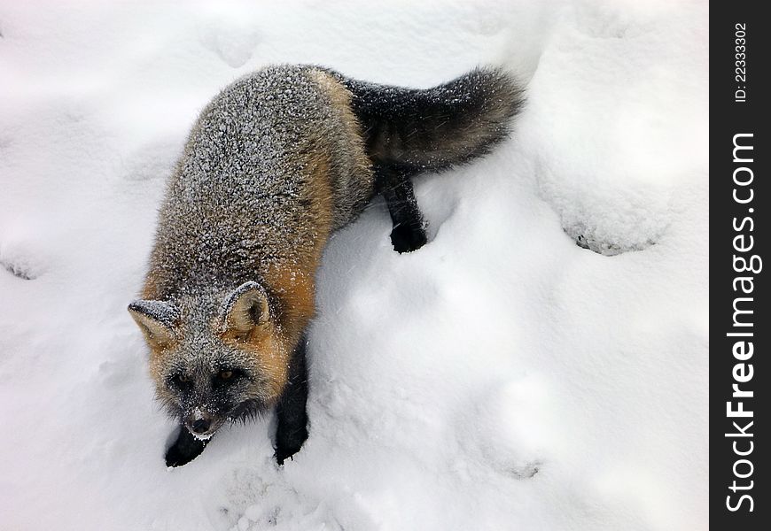 A close up shot of a fox after a light snow. A close up shot of a fox after a light snow