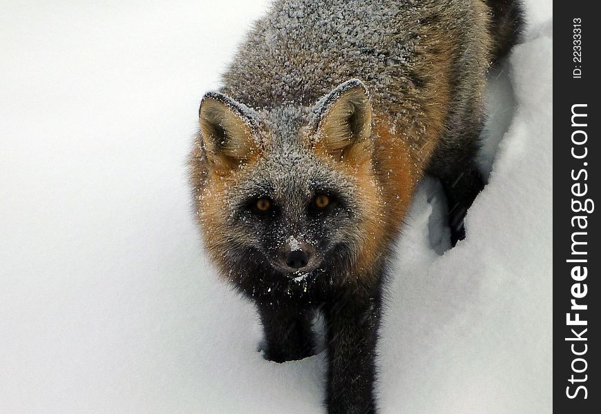 A close up shot of a fox after a light snow. A close up shot of a fox after a light snow