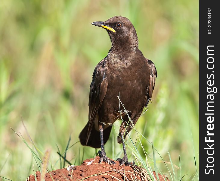 Frowning Pied Starling staring with beak in air. Frowning Pied Starling staring with beak in air