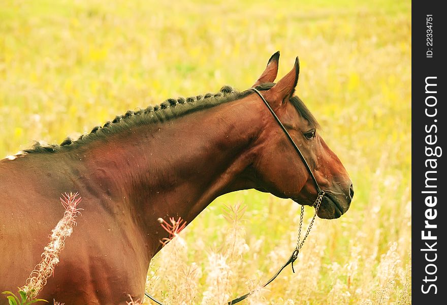 Portrait of amazing bay horse