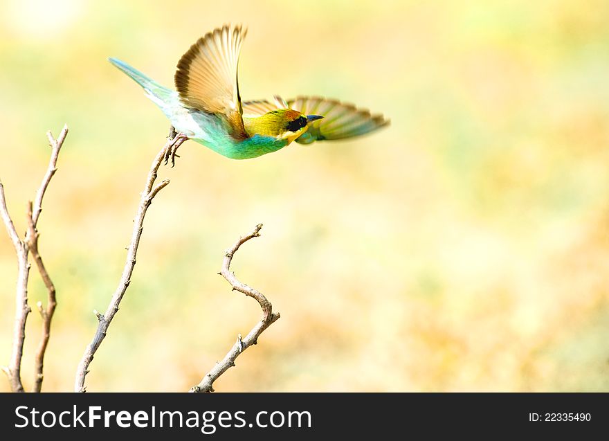 European Bee-eater (Merops Apiaster)