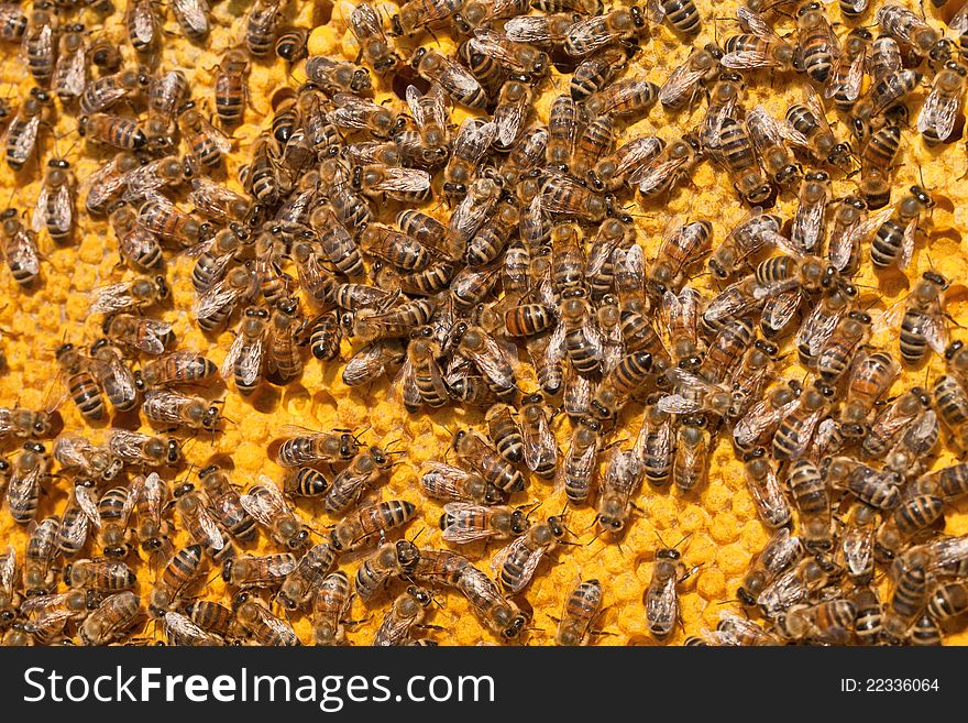 Bees in a beehive honeycomb fill. Bees in a beehive honeycomb fill