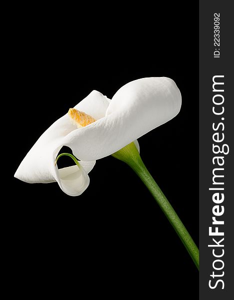 A beautiful white calla lily (zantedeschia) on a black background