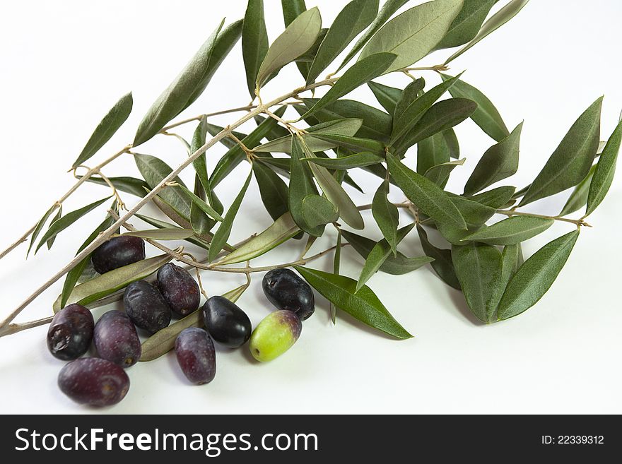 Freshly picked olive branches with olive