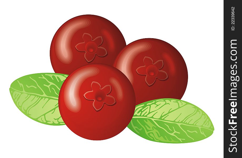 Vector illustration of Cowberry with lraves