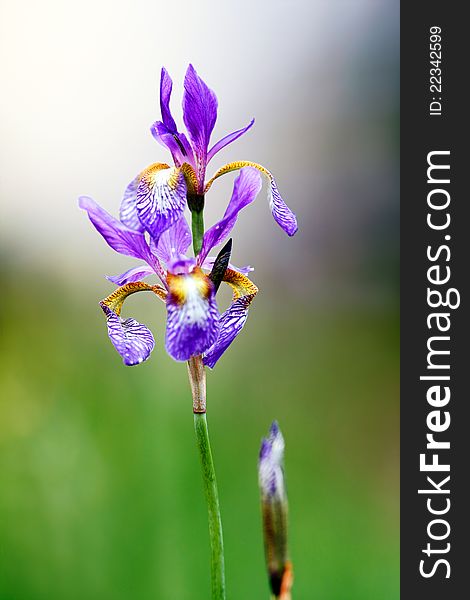 Iris flower in summer garden