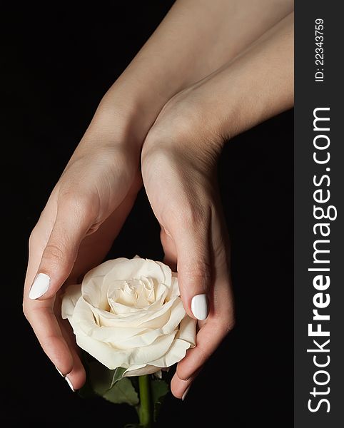 White rose and hands on a black background