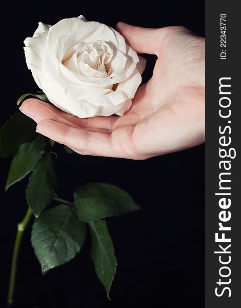 White rose and hand on a black background