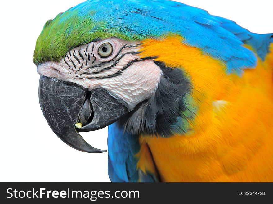 Parrot macaw portrait head close up. Parrot macaw portrait head close up