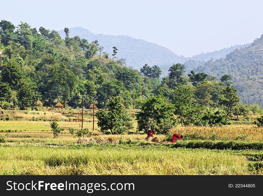 Nepalese women picking hay in the field. Nepalese women picking hay in the field