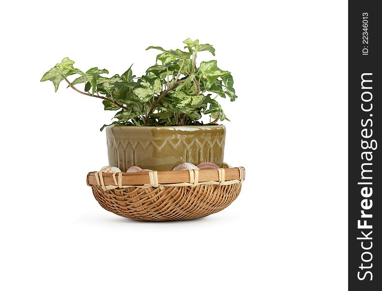 Flowerpot with green ivy on white background. Isolated with clipping path. Flowerpot with green ivy on white background. Isolated with clipping path