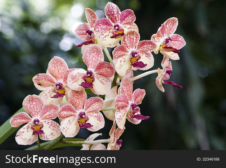 A branch of orange/violet orchids