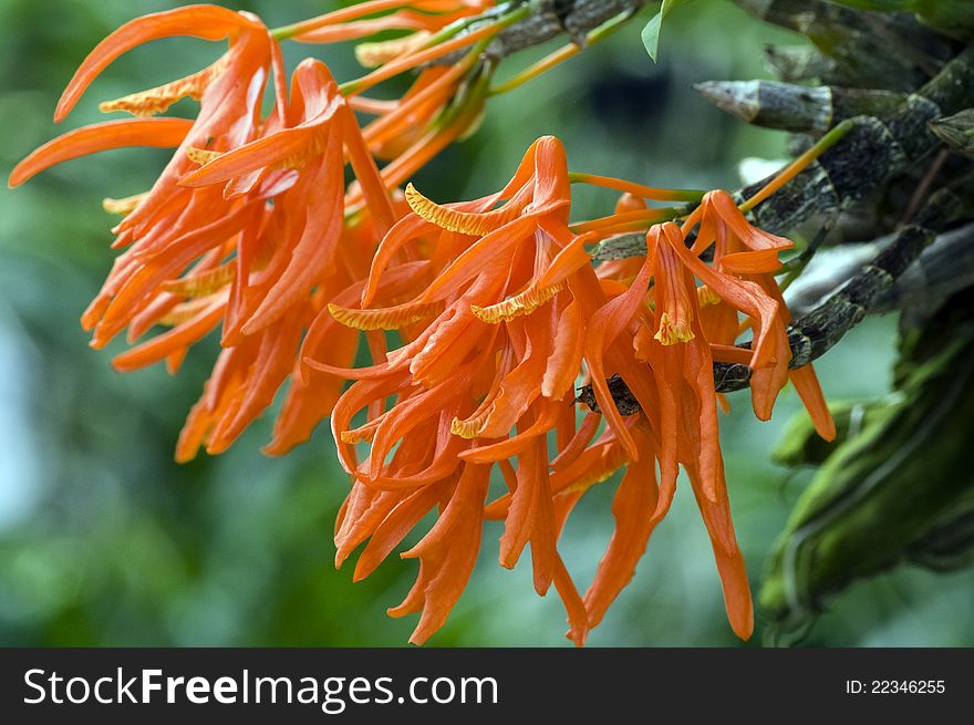 Orange orchid in natural environment