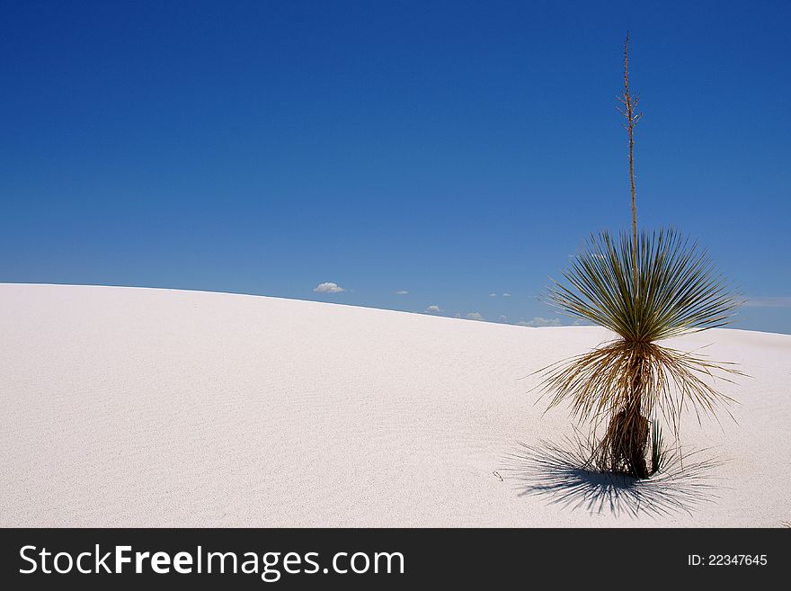 Plant on a sand dune in white sands national monument New Mexico, USA. Plant on a sand dune in white sands national monument New Mexico, USA