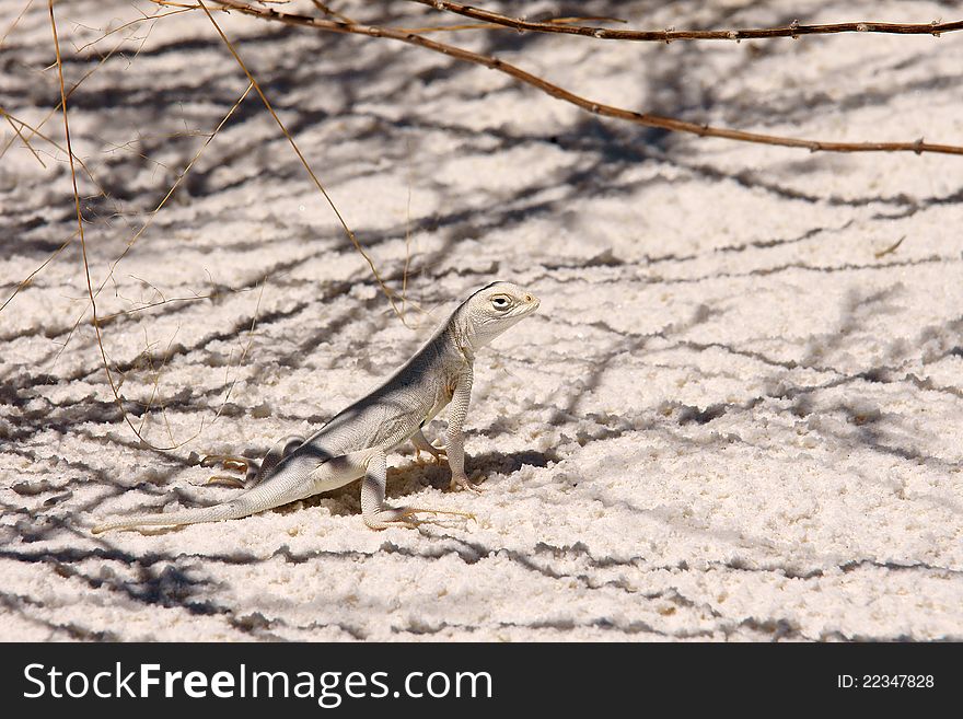 Lizard In White Sand NP