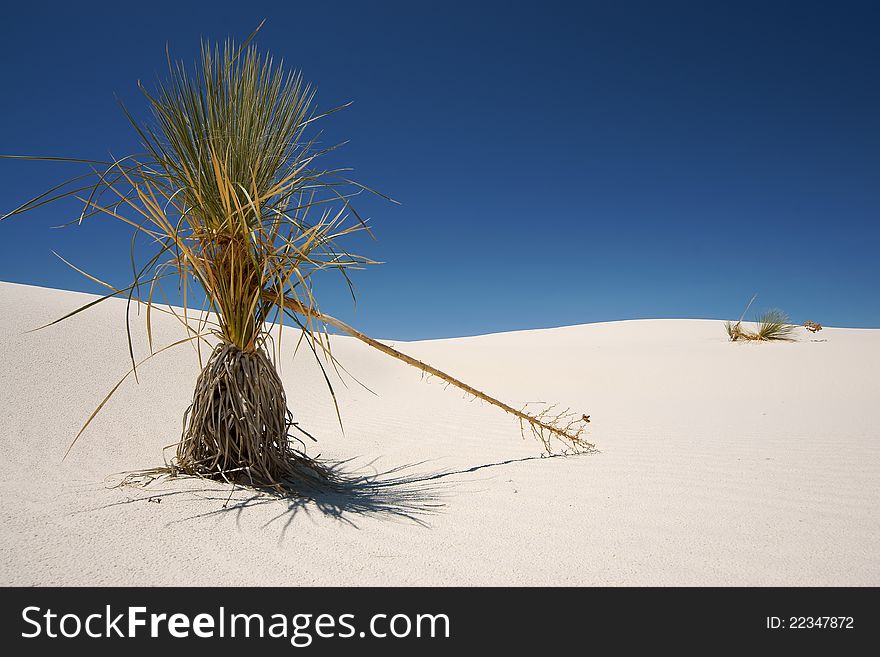 Plant on a sand dune in white sands national monument New Mexico, USA. Plant on a sand dune in white sands national monument New Mexico, USA