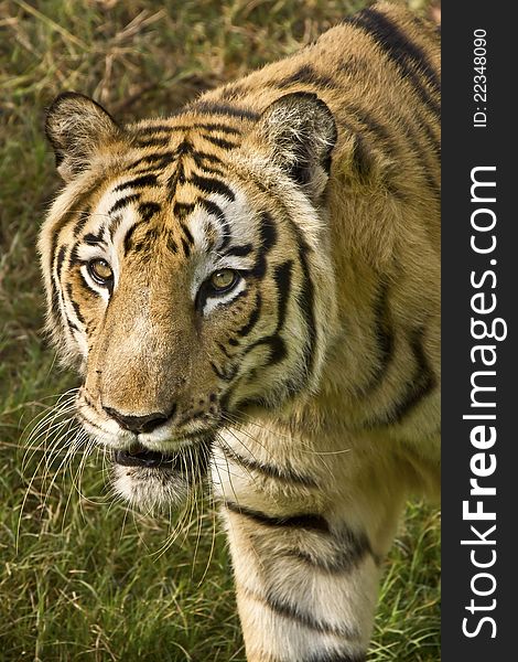 A Royal Bengal tiger looks for pray