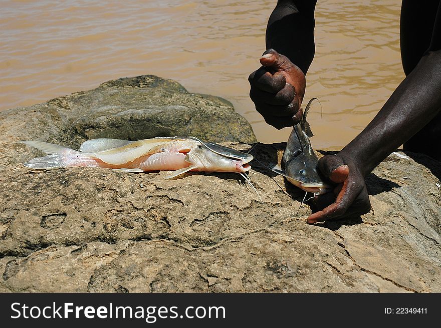 The caught fish prepare on a stone. The caught fish prepare on a stone