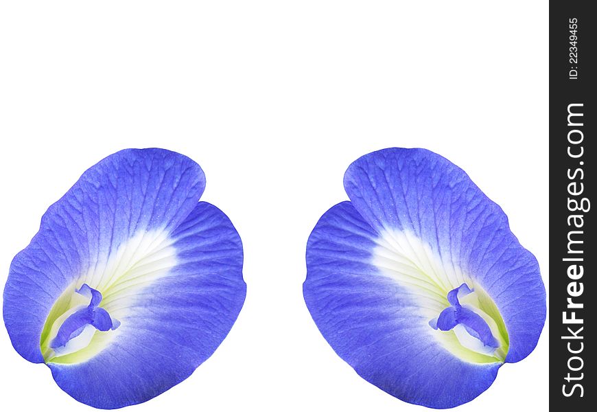 Butterfly pea flower abstract background