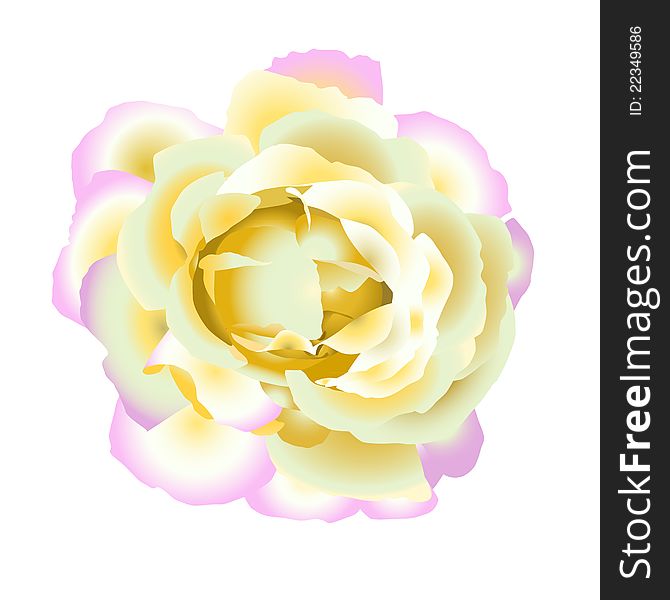 Gentle rose may be used like decorative element. Gentle rose may be used like decorative element