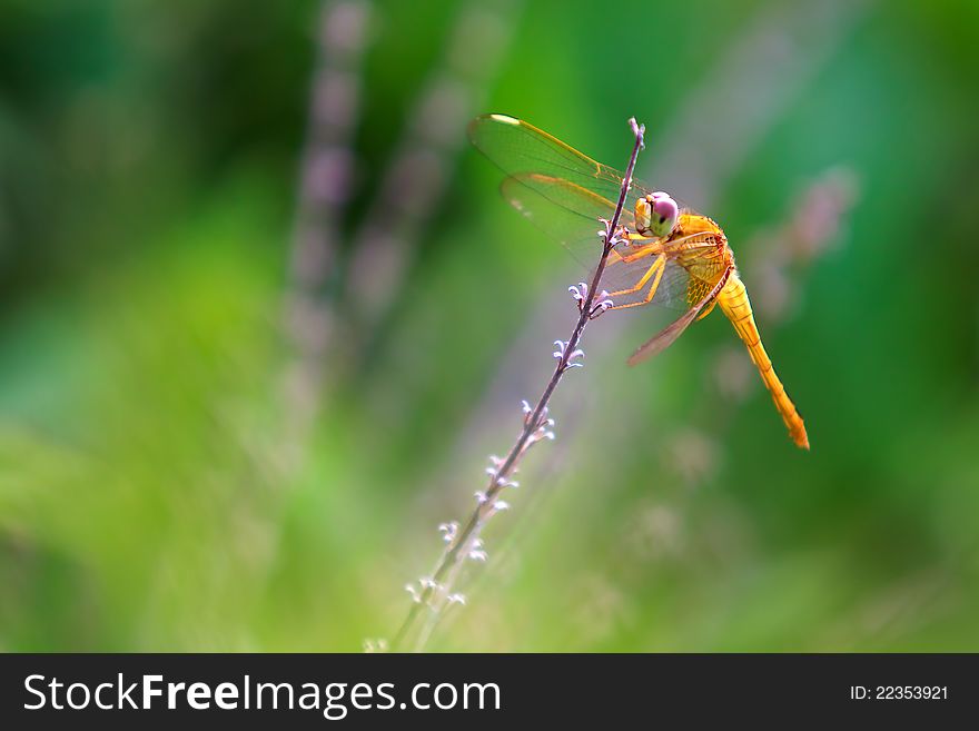 Yellow dragonfly in the green and yellow garden