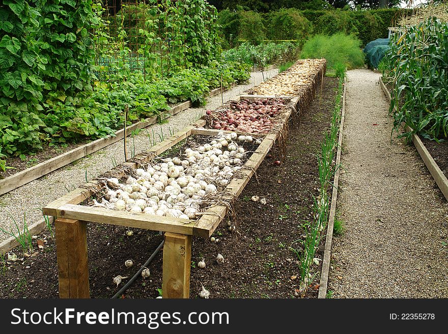 Ripe onions on a gardening table after the harvest. Ripe onions on a gardening table after the harvest