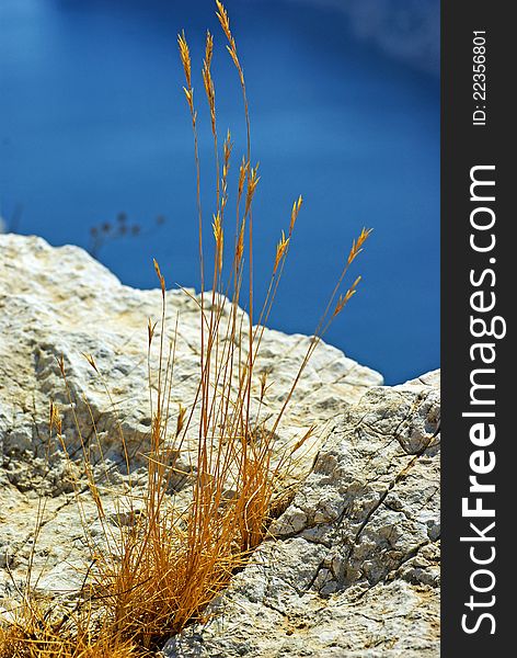 Flora of the calanques (steep-walled inlet developed in limestone) in the south of France. Flora of the calanques (steep-walled inlet developed in limestone) in the south of France.