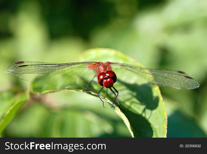 Red Dragonfly