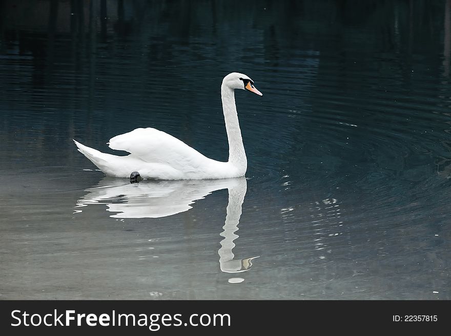 Portrait of a beautiful white swan floating on a mirror surface of the lake. Portrait of a beautiful white swan floating on a mirror surface of the lake