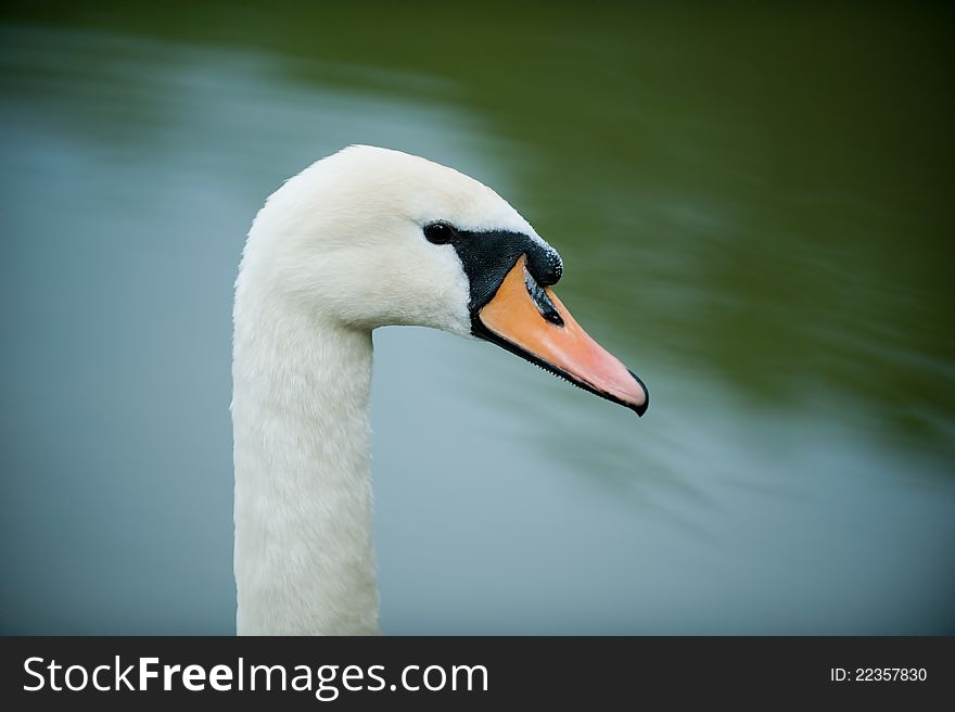 Closeup portrait of beautiful swan with an expressive beak. Closeup portrait of beautiful swan with an expressive beak