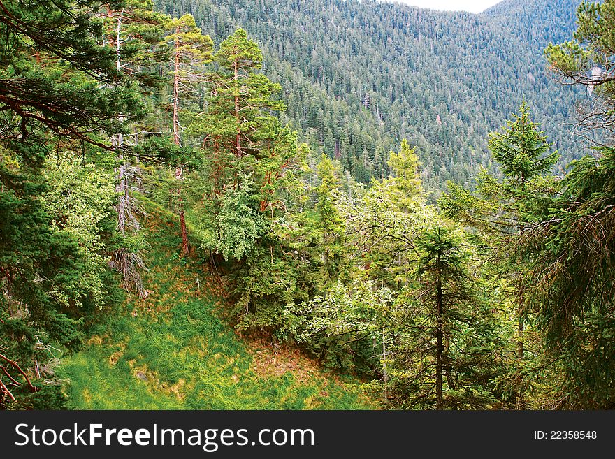 Coniferous alpine forest in the mountains