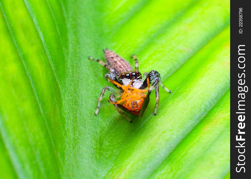 Jumper spider and prey