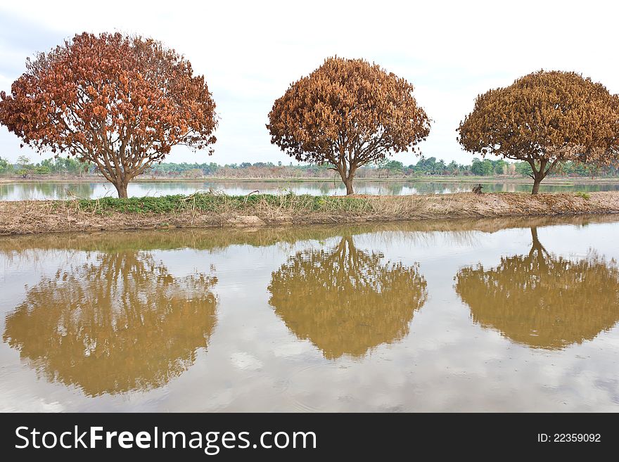 The death of three mango trees on a ridge in the water. The death of three mango trees on a ridge in the water.