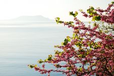 Blossoming Cherry Tree Against The Sea. Stock Image Blossoming Cherry Tree Against The Sea. Stock Image