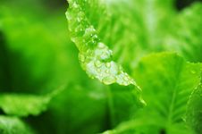 Salad Leaves In Dew Drops Royalty Free Stock Image Salad Leaves In Dew Drops Royalty Free Stock Image