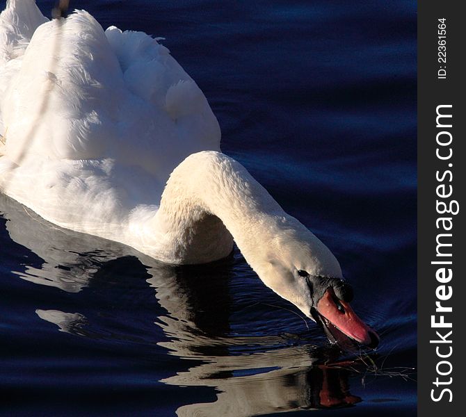 Swan eating weed in water close up. Swan eating weed in water close up