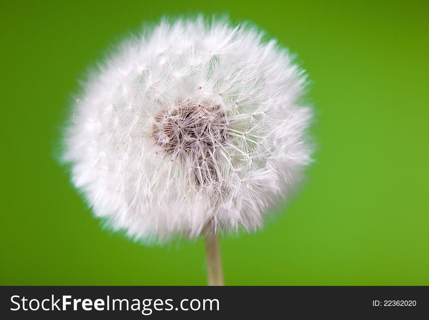 Fluffy dandelion on green background