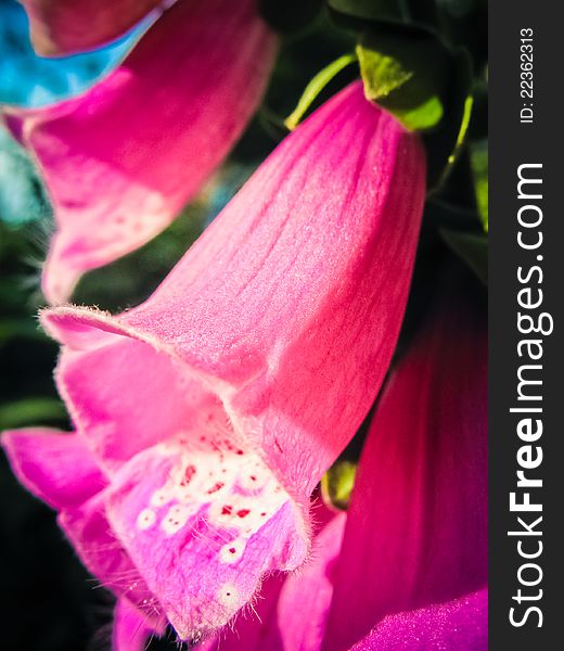 Close up of beautiful pink flower with a bud