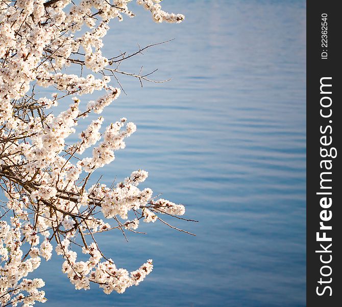 Blossom tree on blue water background with copy-space