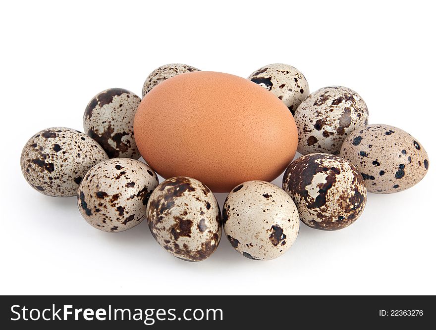 One hen's egg surrounded by lots of quail eggs. One hen's egg surrounded by lots of quail eggs