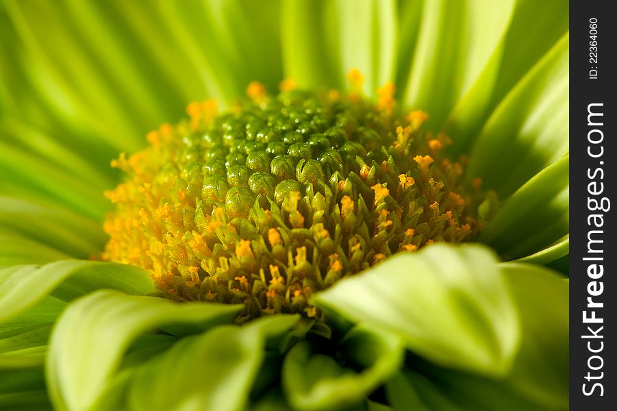 Chrysantemum flower close up shot