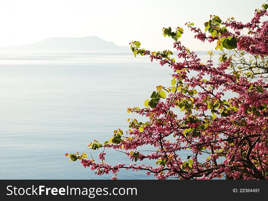 Blossoming Cherry Tree Against The Sea.