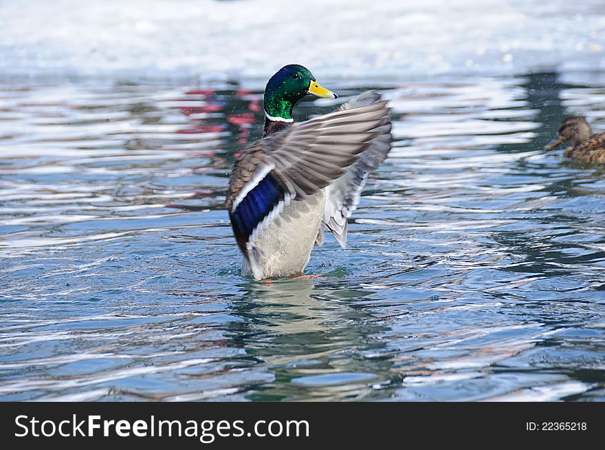 Duck in the water. high resolution