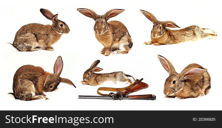 Six rabbits on a white background in the foreground the disassembled gun