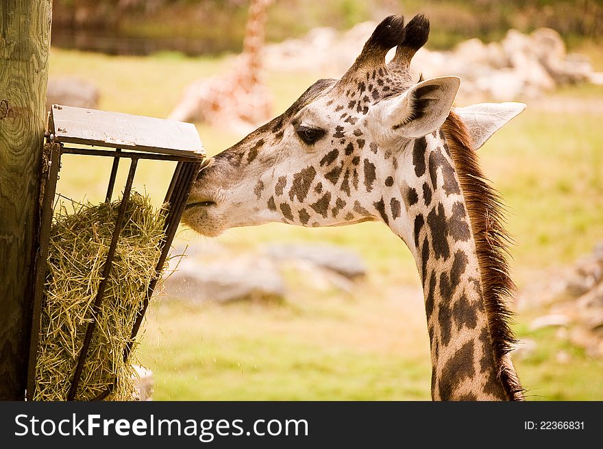 A giraffe eating hay at the zoo